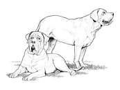 coloriage chiens boxer